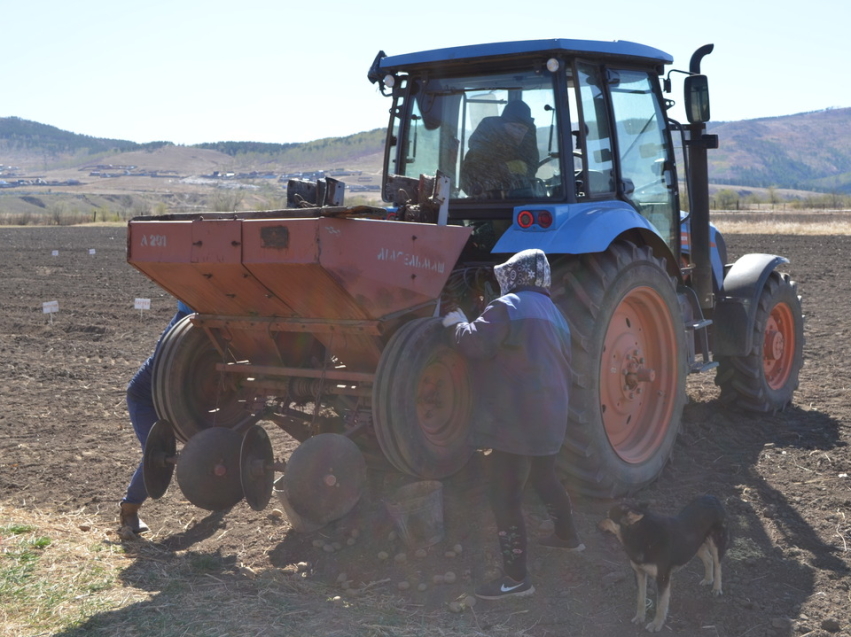 ​Аграрии Забайкалья на 7% перевыполнили план по посадке картофеля